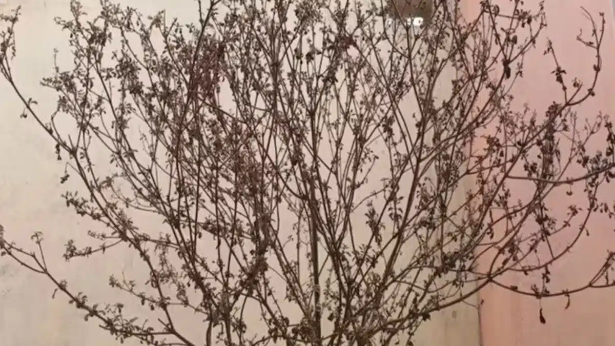 What should be done with dried Tulsi plant?