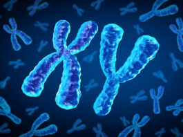 Reason for shrinkage of Y chromosome