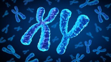 Reason for shrinkage of Y chromosome