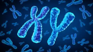 Reason for shrinkage of Y chromosome