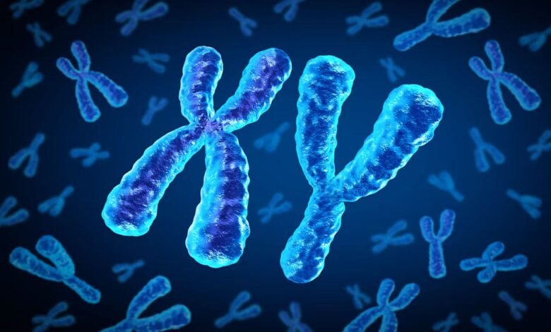 Reason for shrinkage of Y chromosome