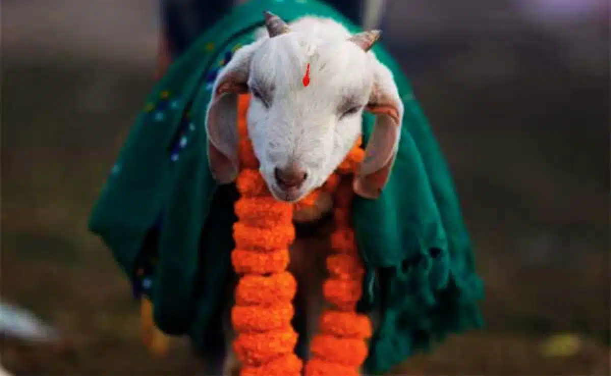 Calcutta HC refuses to ban animal sacrifice in Kali Puja