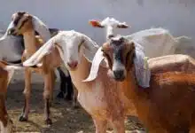 Calcutta HC refuses to ban animal sacrifice in Kali Puja