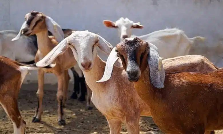 Calcutta HC refuses to ban animal sacrifice in Kali Puja