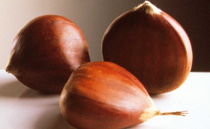 How Can I Tell if Chestnuts Are Fresh?