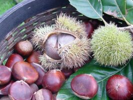 How to Roast Chestnuts Perfectly at Home