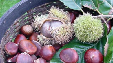 How to Roast Chestnuts Perfectly at Home