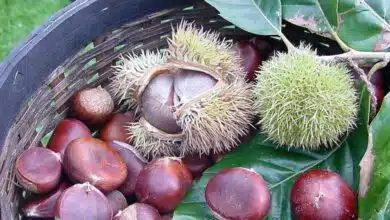How to Roast Chestnuts Perfectly at Home