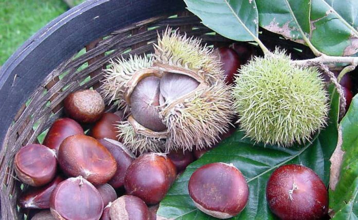 How to Roast Chestnuts Perfectly at Home