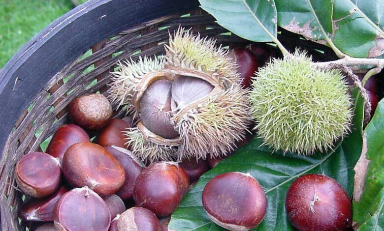 How to Roast Chestnuts Perfectly at Home