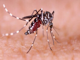 Dengue Fever: Symptoms and things to be careful about