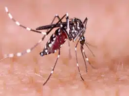 Dengue Fever: Symptoms and things to be careful about