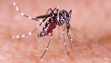 Dengue Fever: Symptoms and things to be careful about
