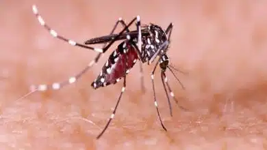 Dengue Fever: Symptoms and things to be careful about