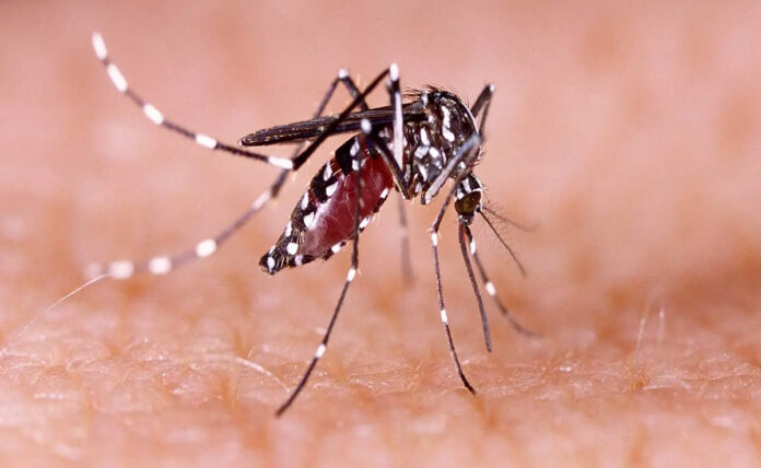 Dengue Fever: Symptoms and things to be careful about