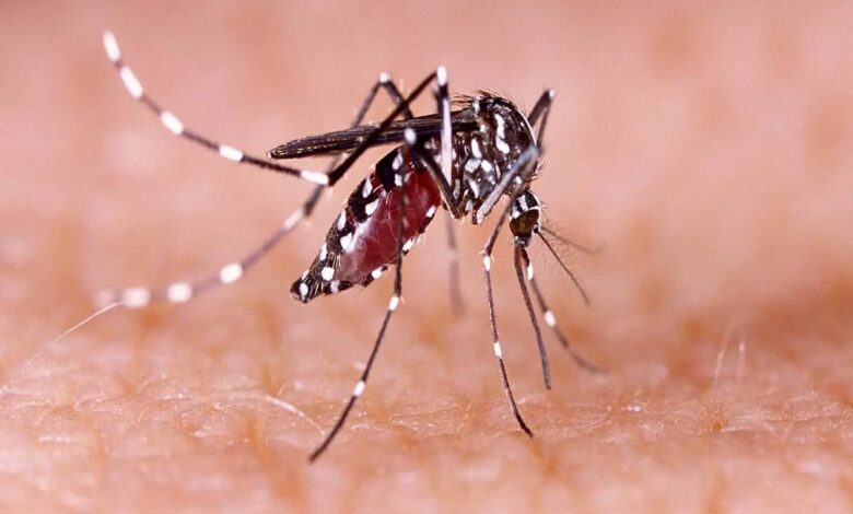 Dengue Fever: Symptoms and things to be careful about