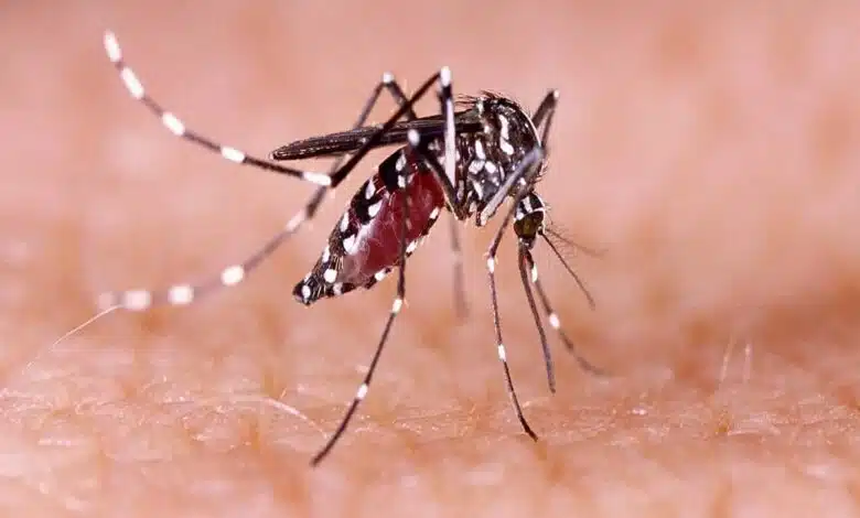Dengue Fever: Symptoms and things to be careful about