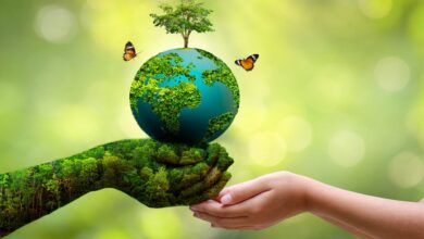 The most effective ways to protect the environment