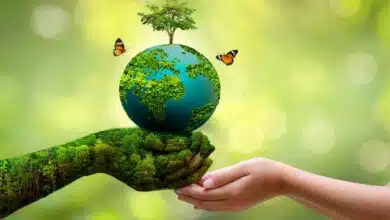 The most effective ways to protect the environment