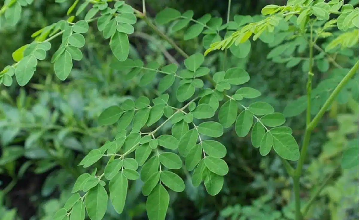 Moringa for Diabetes: Can Drumstick Control High Blood Sugar Levels?