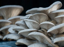 Mushroom cultivation and its different types