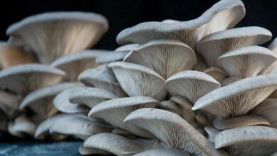 Mushroom cultivation and its different types