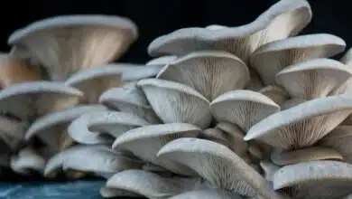 Mushroom cultivation and its different types