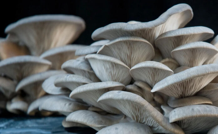 Mushroom cultivation and its different types