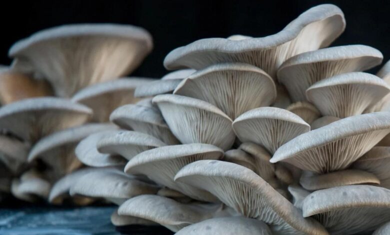 Mushroom cultivation and its different types