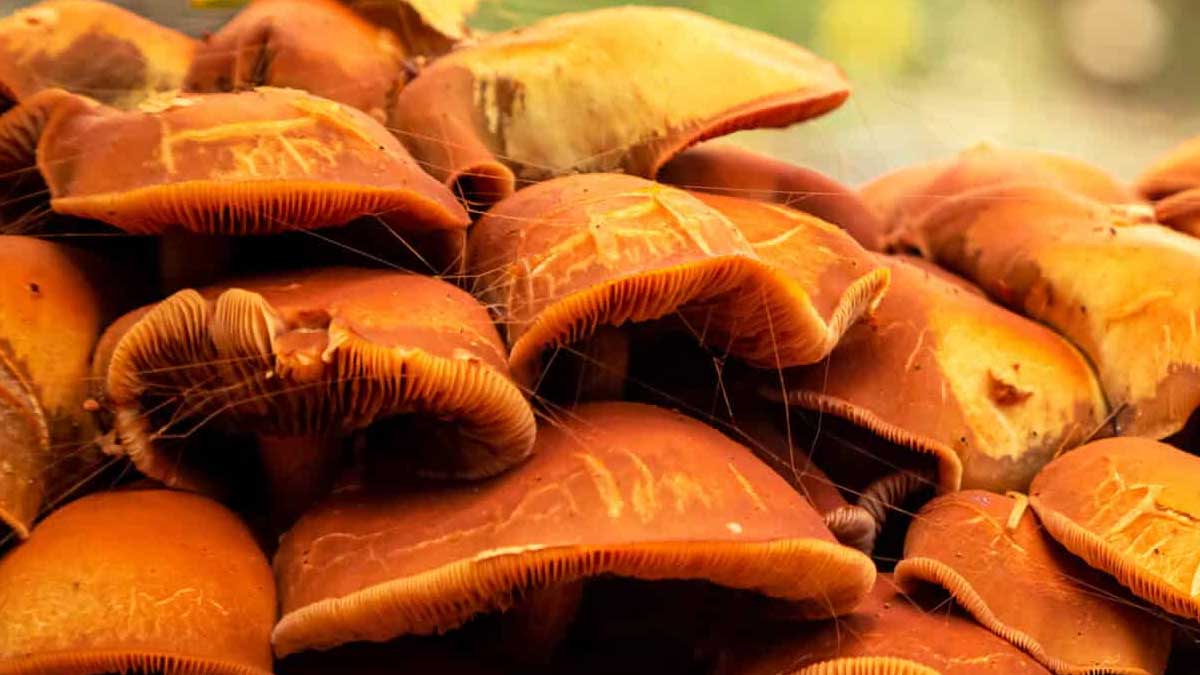  Mushroom cultivation and its different types