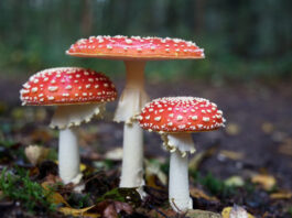 6 Fascinating Facts About Mushrooms