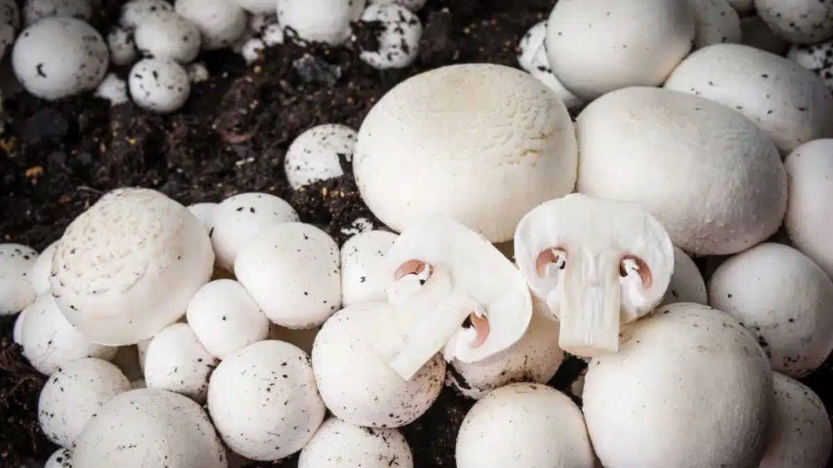 6 Fascinating Facts About Mushrooms