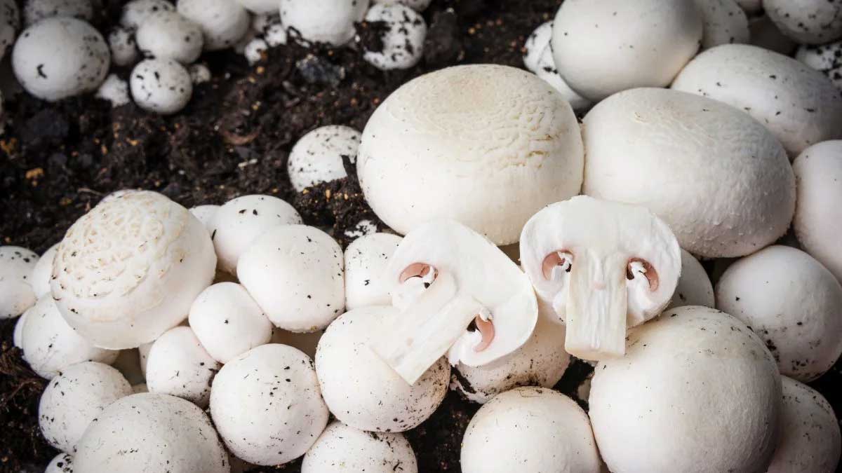  Mushroom cultivation and its different types