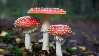 6 Fascinating Facts About Mushrooms