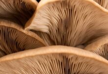 What Nutrients Are Found in Mushrooms?