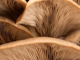 What Nutrients Are Found in Mushrooms?