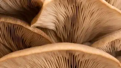 What Nutrients Are Found in Mushrooms?