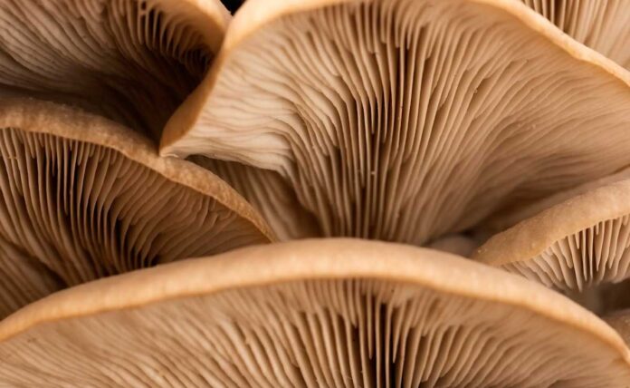 What Nutrients Are Found in Mushrooms?