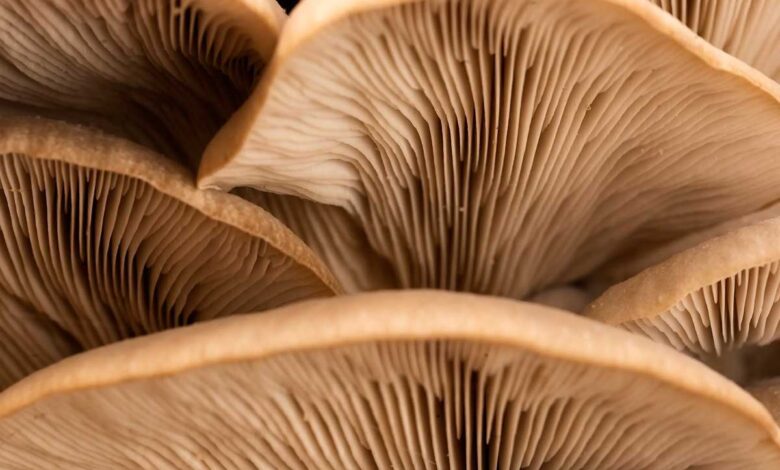 What Nutrients Are Found in Mushrooms?