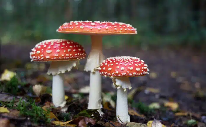 6 Fascinating Facts About Mushrooms