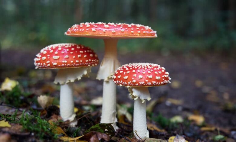 6 Fascinating Facts About Mushrooms