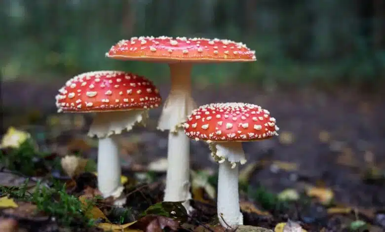 6 Fascinating Facts About Mushrooms
