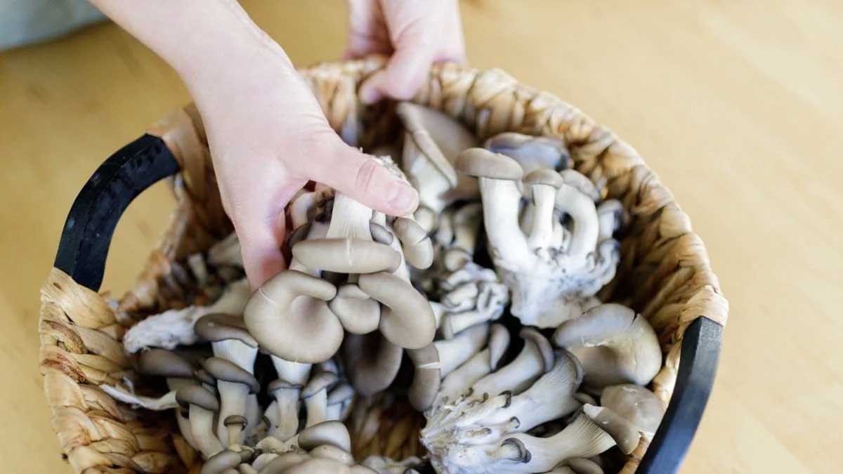 6 Fascinating Facts About Mushrooms