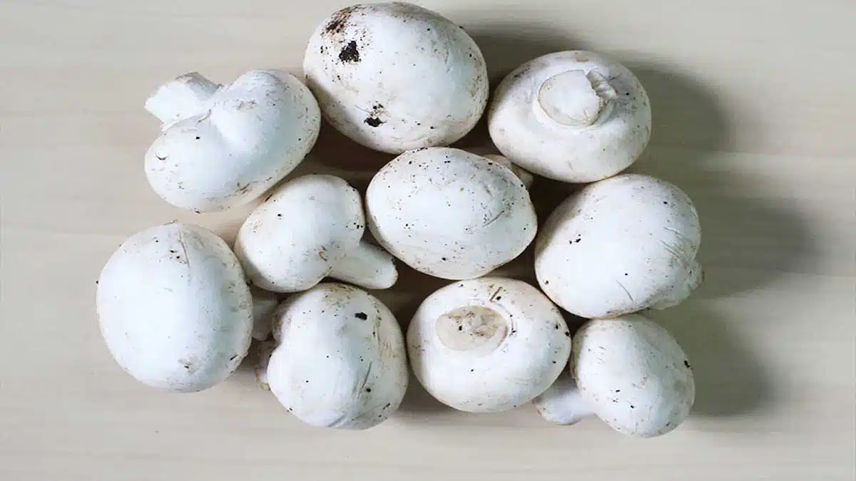 5 Common Myths About Mushrooms Debunked