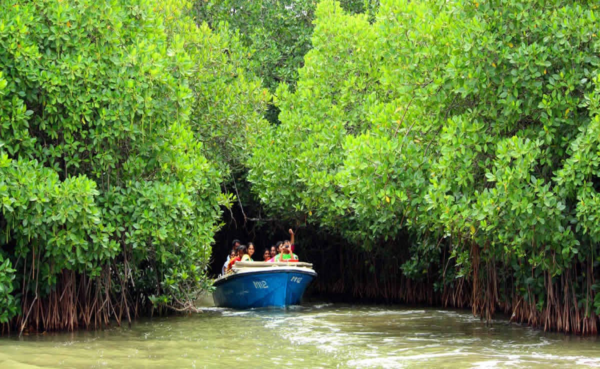 From Pichavaram to Meghamalai; Explore these less explored destinations in Tamil Nadu