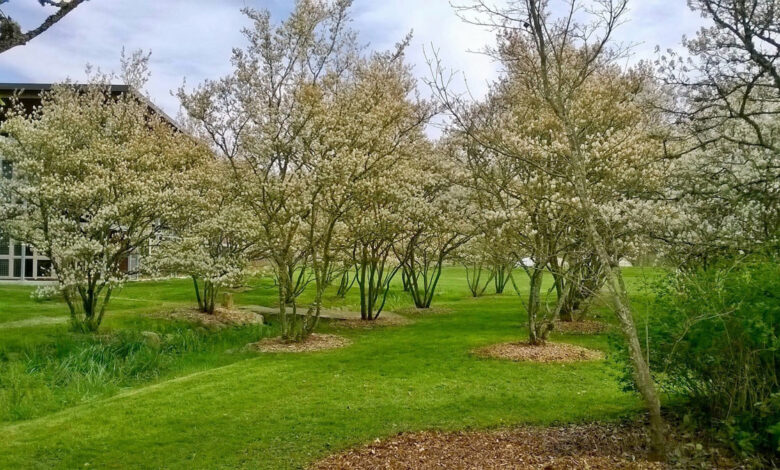 Many benefits of Urban Horticulture, different types