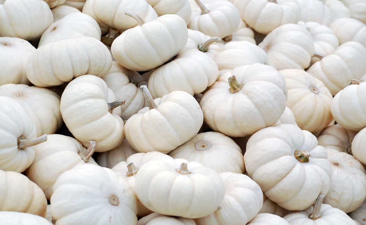 What Is the Nutritional Value of White Pumpkin?