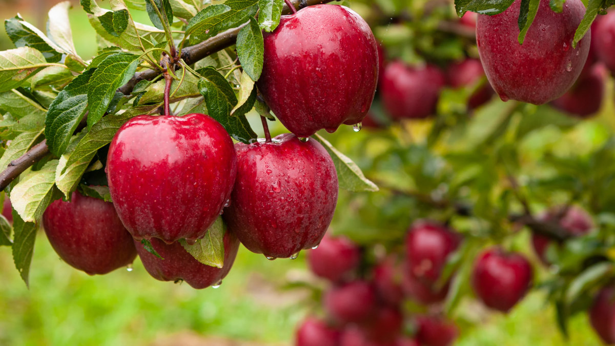 Amazing Health Benefits of Eating Apple