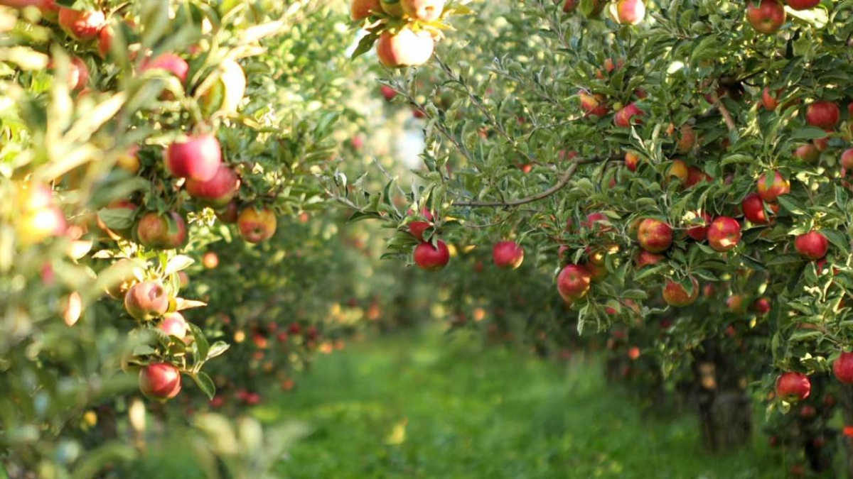 Amazing Health Benefits of Eating Apple