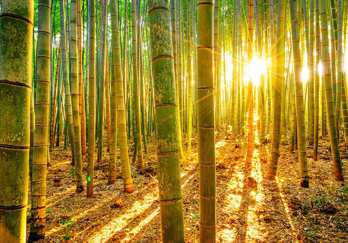 Bamboo Music a blend of nature and sound